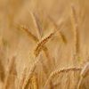 wheat-3241114-960-720 - 
